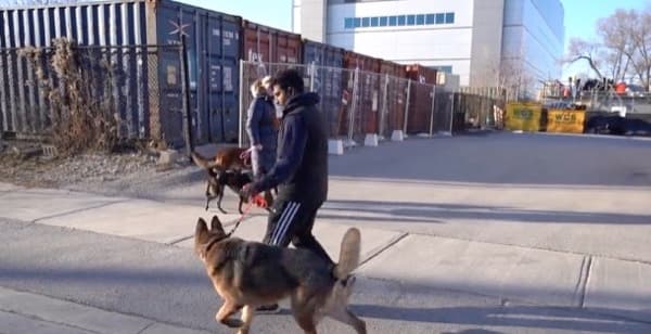 A K9 Academy trainer working with a reactive dog on the street