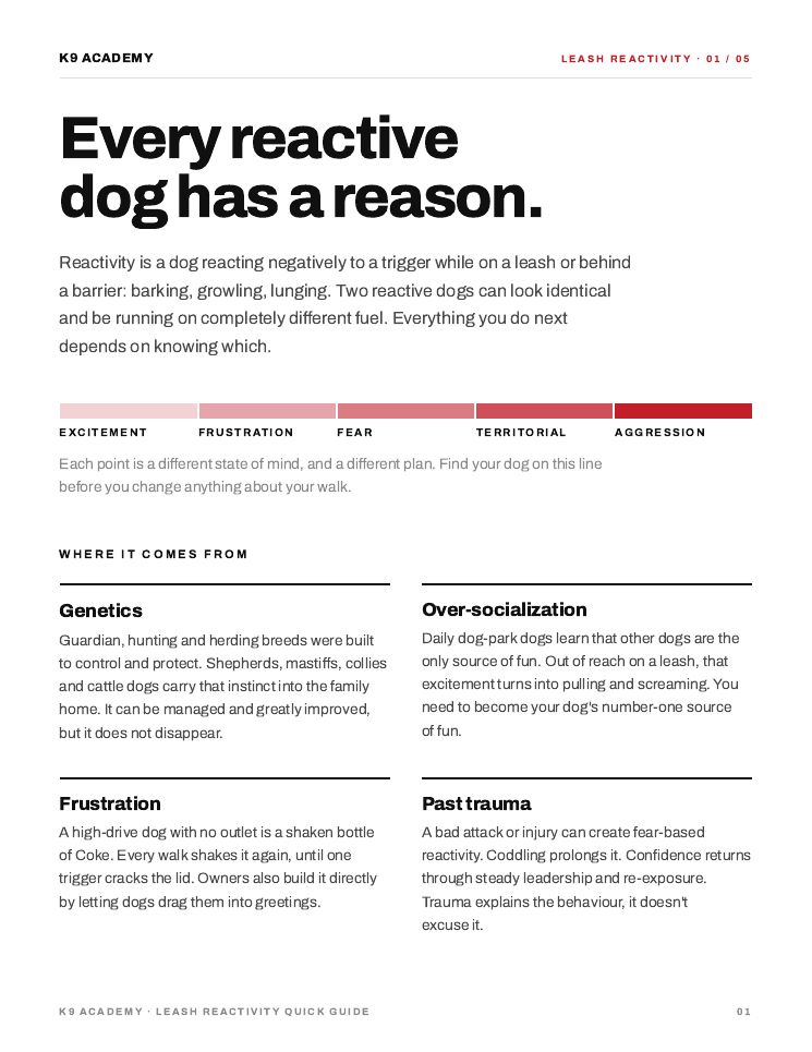 Page 1: every reactive dog has a reason